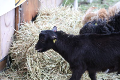 Agrandir l'image 21 sur 21, fenêtre modale