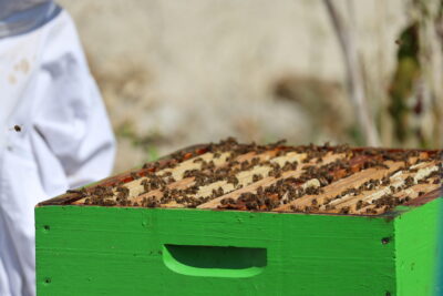 Agrandir l'image 4 sur 8, fenêtre modale