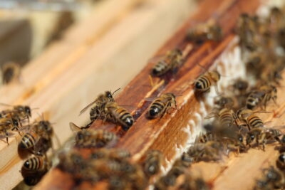 Agrandir l'image 1 sur 8, fenêtre modale