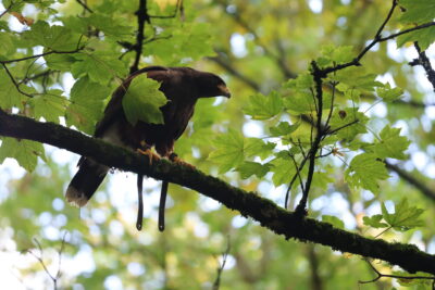 Agrandir l'image 20 sur 34, fenêtre modale